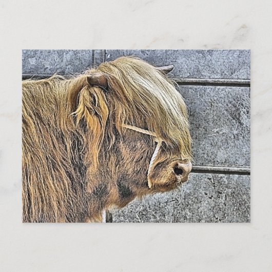 ハイランド牛 ポストカード (正面)