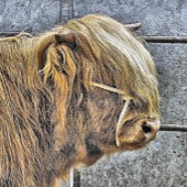 ハイランド牛 栓抜き