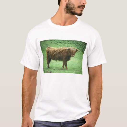 ハイランド種の去勢牛、ムル島、インナー Tシャツ (正面)