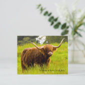 ハイランド・カウのポストカード ポストカード (スタンド正面)
