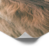 ハイラ威厳のあるンド牛ポートレート ポスター (角)