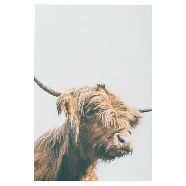 ハイラ威厳のあるンド牛ポートレート メタルプリント (正面)