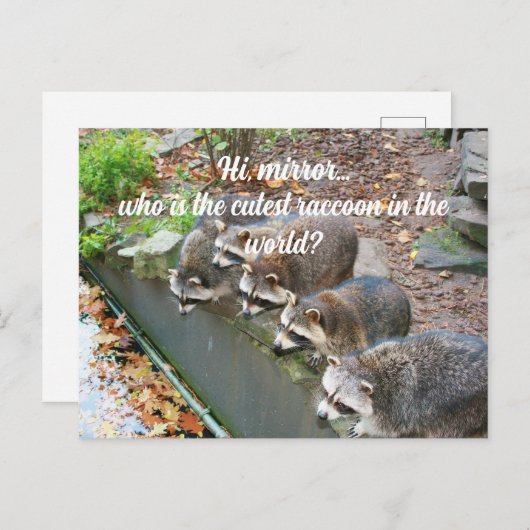 ハイ鏡誰が最も可愛いアライグマおもしろい ポストカード (正面/裏面)