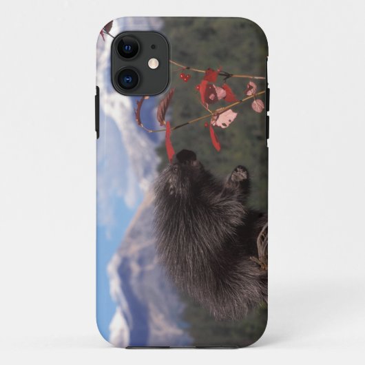 ハイ・ブラッシュ・クランベリーを食べるアメリカヤマアラシ Case-Mate iPhoneケース (裏面)