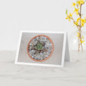 ハウォルシア・クーパー、 多肉植物 カード (黄色い花)