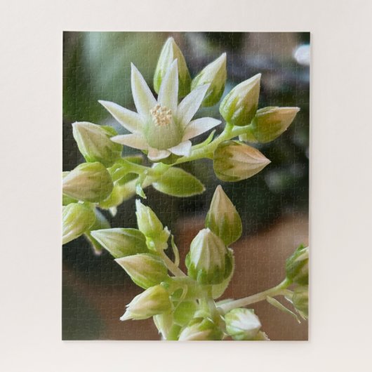 ハウォース アエオニウムの花のクローズアップ写真 ジグソーパズル (縦)