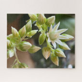 ハウォース アエオニウムの花のクローズアップ写真 ジグソーパズル (横)
