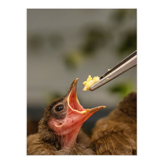 ハウススパローネストリング写真の拡大 フォトプリント            (正面)