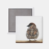 ハウススパロー撮影 マグネット (正面/裏面)