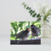 ハウススパロー食べ物を与えファーザー教えズベビー ポストカード (スタンド正面)