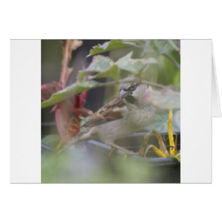 ハウススパロー