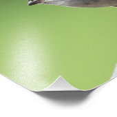 ハウススパロー フォトプリント            (角)