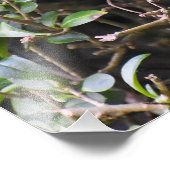 ハウススパロー フォトプリント            (角)