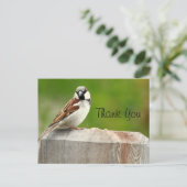 ハウススパロー ポストカード (スタンド正面)