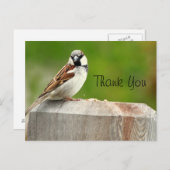ハウススパロー ポストカード (正面/裏面)