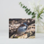 ハウススパロー ポストカード (スタンド正面)