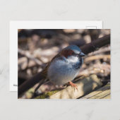 ハウススパロー ポストカード (正面/裏面)