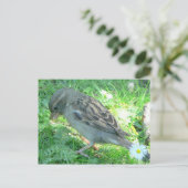 ハウススパロー ポストカード (スタンド正面)