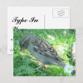ハウススパロー ポストカード (正面/裏面)