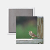 ハウススパロー マグネット (正面/裏面)