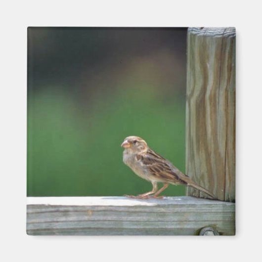 ハウススパロー マグネット (正面)