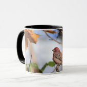 ハウスフィンチの写真で2トーンのマグカップ マグカップ (正面左)