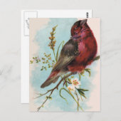 ハウスフィンチはがき ポストカード (正面/裏面)