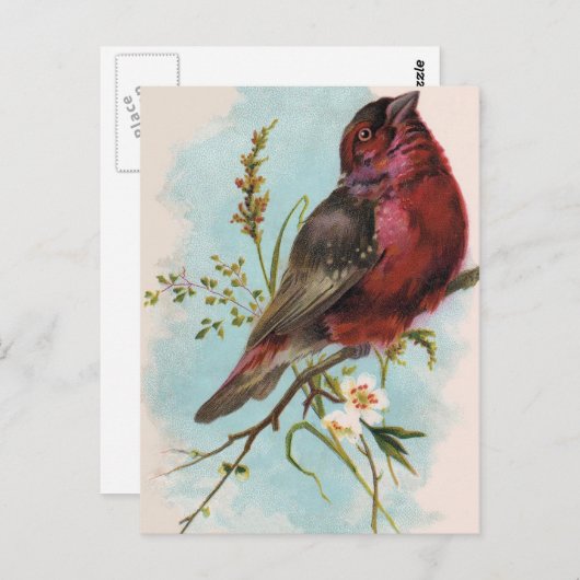 ハウスフィンチはがき ポストカード (正面/裏面)