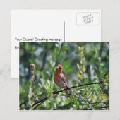 ハウスフィンチ ポストカード (正面/裏面)