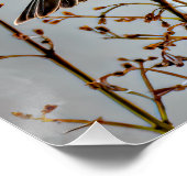 ハウスフィンチin雪 – オリジナル写真 ポスター (コーナー)