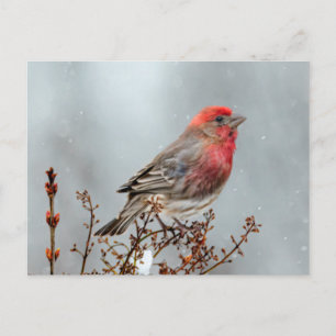 ハウスフィンチin雪 – オリジナル写真 ポストカード
