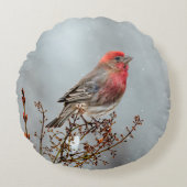 ハウスフィンチin雪 – オリジナル写真 ラウンドクッション (正面)