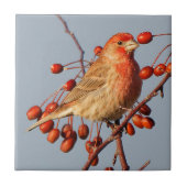 ハウスフィ素晴らしンチウィズホーソーンベリー タイル (正面)