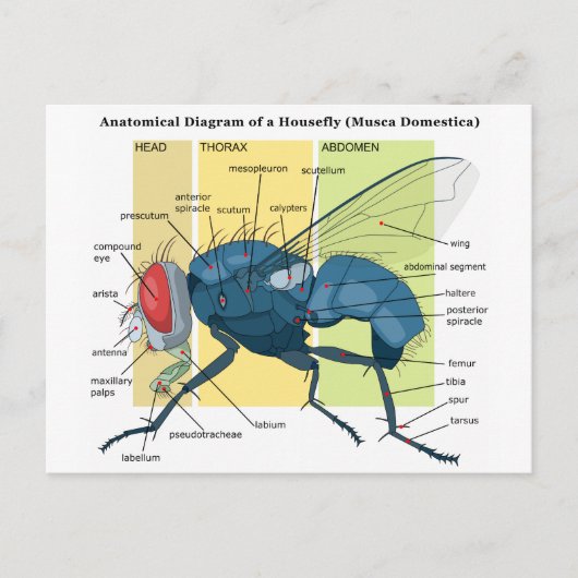 ハウスフライ図の解剖学Musca Domstica ポストカード (正面)