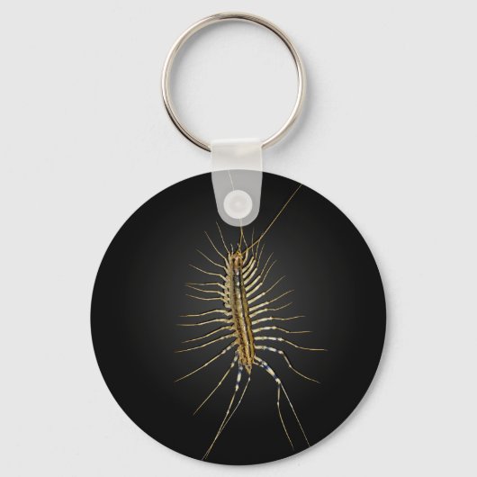 ハウスムカデシュティゲラコレオプトラータ キーホルダー (正面)