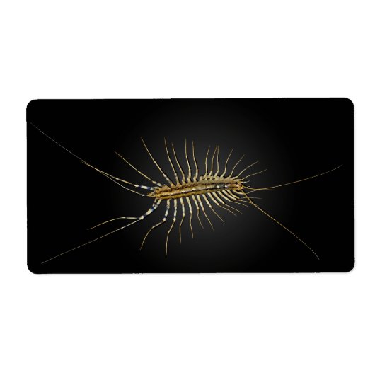 ハウスムカデシュティゲラコレオプトラータ ラベル (正面)