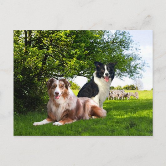 "ハウディ＆バックルル―"  ポストカード (正面)