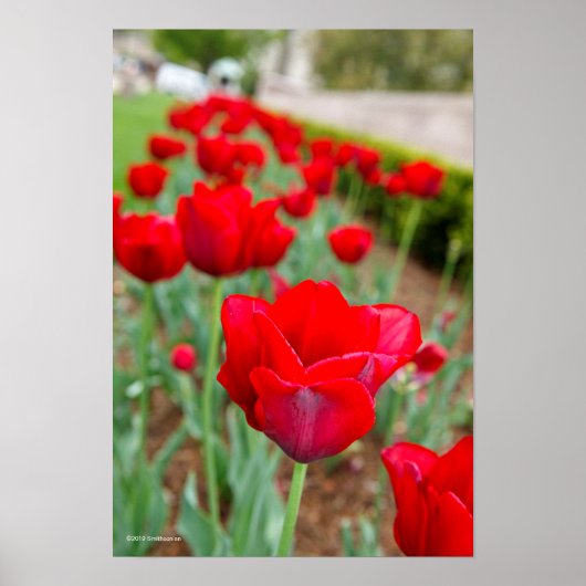 ハウプト球根、クローズアップ ポスター (正面)