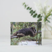 ハウラーモンキーの遊び場 ポストカード (スタンド正面)