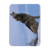 ハウリングアラスカンティンバルオオカミ マグネット (縦)