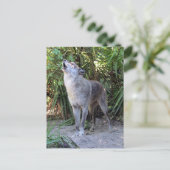 ハウリングウルフハガキの交配写真 ポストカード (スタンド正面)