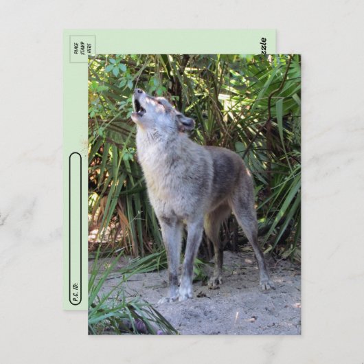 ハウリングウルフハガキの交配写真 ポストカード (正面/裏面)