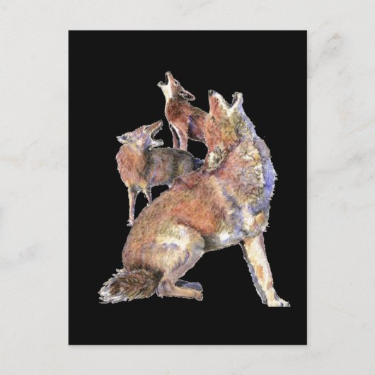 ハウリングコヨーテパック,動物,自然野生動物 ポストカード (正面)