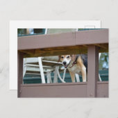 ハウンドフレンドリーグビジター ポストカード (正面/裏面)