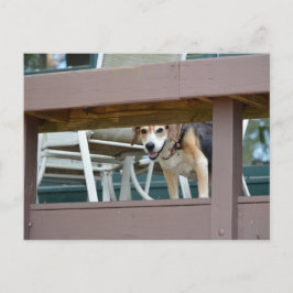 ハウンドフレンドリーグビジター ポストカード