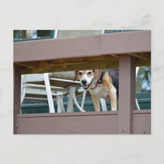 ハウンドフレンドリーグビジター ポストカード (正面)