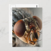 ハエのマクロ写真 ポストカード (正面/裏面)