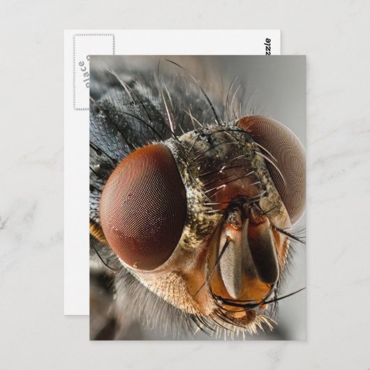 ハエのマクロ写真 ポストカード (正面/裏面)