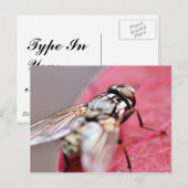 ハエの昆虫 ポストカード (正面/裏面)