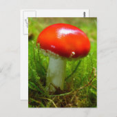 ハエアガリのマッシュルームレッド ポストカード (正面/裏面)